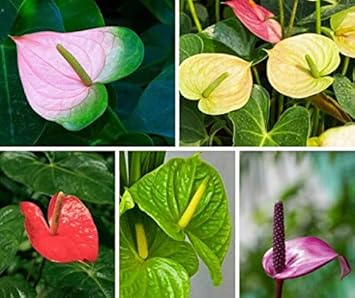 Gelb sunblaze miniature rose for anpflanzung nongmo heirloom garten samen long bloom season 
 
 sale for anpflanzung in home garten