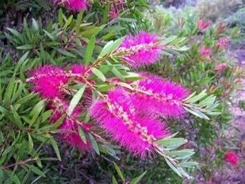 Rosa callistemon violaceus blume samen for anpflanzung - garten favorite, heirloom & gmo free samen for home garten
 
 sale for anpflanzung in home garten.