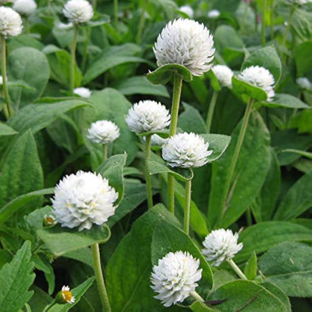 Gomphrena higro weiß samen for fresh or dried weiß blumen