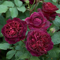 Chinese rose rosa chinensis for anpflanzung in blume bed