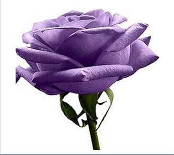 Violet rose edge blume samen for anpflanzung - low maintenance, heirloom & gmo free samen for home garten
 
 sale samen for anpflanzung in home garten