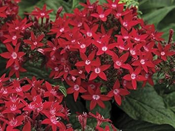 Rot pentas blume samen for anpflanzung - perfect for borders, heirloom & gmo free samen for home garten
 
 sale for anpflanzung in home garten