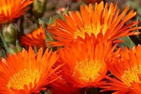 Orange ice pflanze blume samen for anpflanzung - compact growth, heirloom & gmo free samen for home garten
 
 sale for anpflanzung in home garten