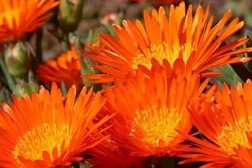 Orange ice pflanze blume samen for anpflanzung - compact growth, heirloom & gmo free samen for home garten
 
 sale for anpflanzung in home garten
