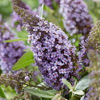 Lila Buddleja Blumensamen zur Aussaat – Bestäuber freundlich – Traditionssorte & ohne Gentechnik Samen Hausgarten
