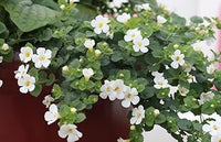 Bacopa colgantes blume samen for anpflanzung - vibrant colors, heirloom & gmo free samen for home garten
 
 sale samen for anpflanzung in home garten