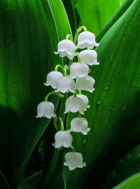 Lilie the Valley Samen zur Aussaat Convallaria Majalis Halbschatten Garten Blume border