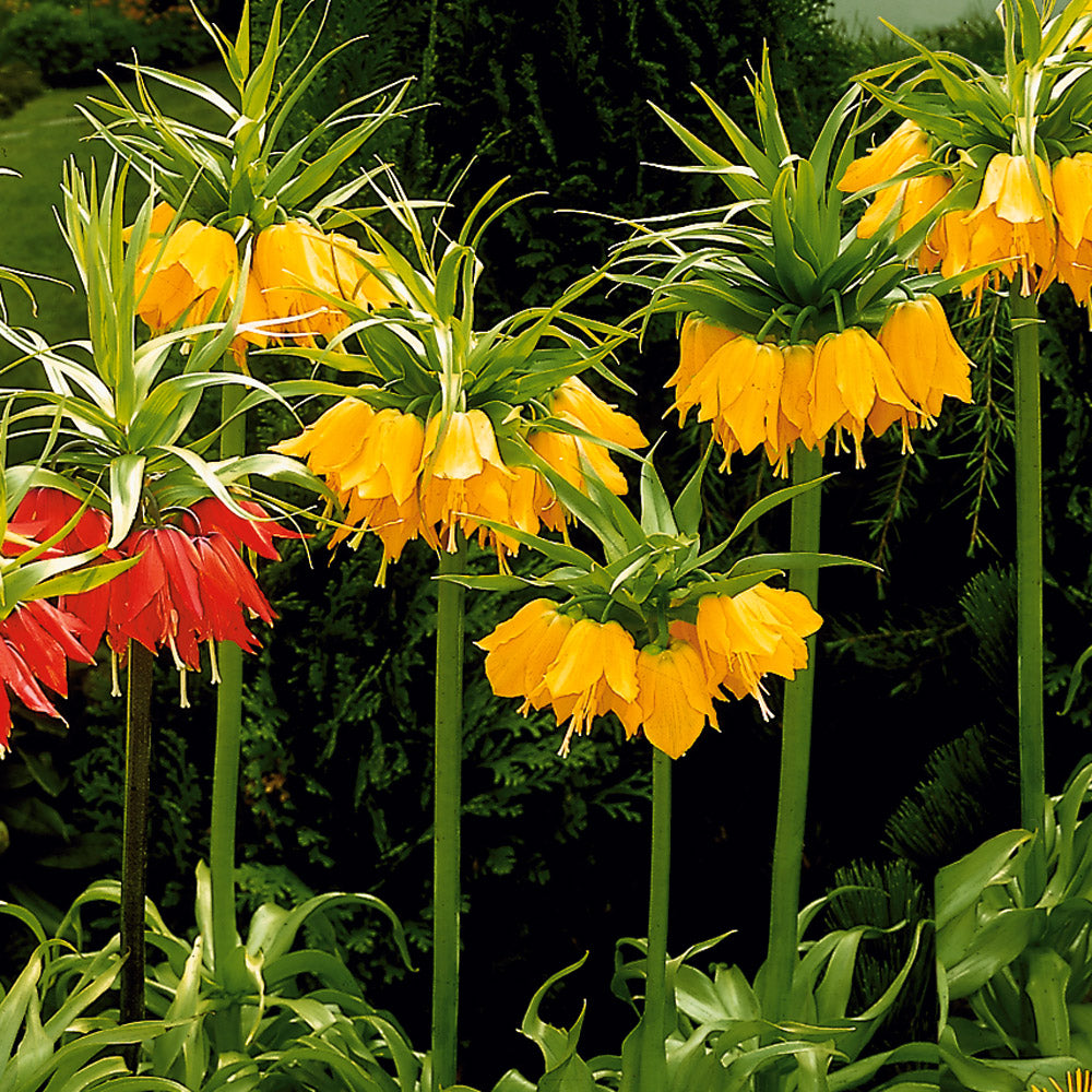 Gelb Fritillaria Imperialis Blumensamen zur Aussaat hochwertige Qualitäts- Traditionssorte & ohne Gentechnik Samen Hausgarten