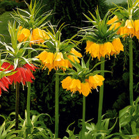 Gelb Fritillaria Imperialis Blumensamen zur Aussaat hochwertige Qualitäts- Traditionssorte & ohne Gentechnik Samen Hausgarten