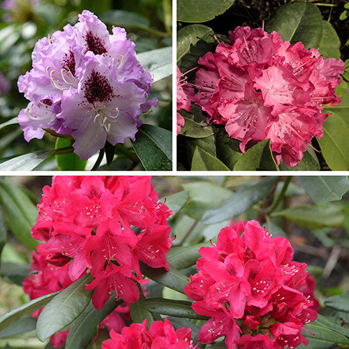 Rot Rhododendron Barbatum Blume Aussaat