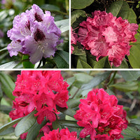 Rot Rhododendron Barbatum Blume Aussaat