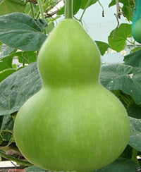 Dipper Pumpkin Samen zum Pflanzen  Grow Your Own Pumpkins