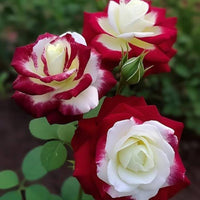 Weiß Kastanienrot Multi Rose Blumensamen zur Aussaat hochwertige Qualitäts- Traditionssorte & ohne Gentechnik Samen Hausgarten