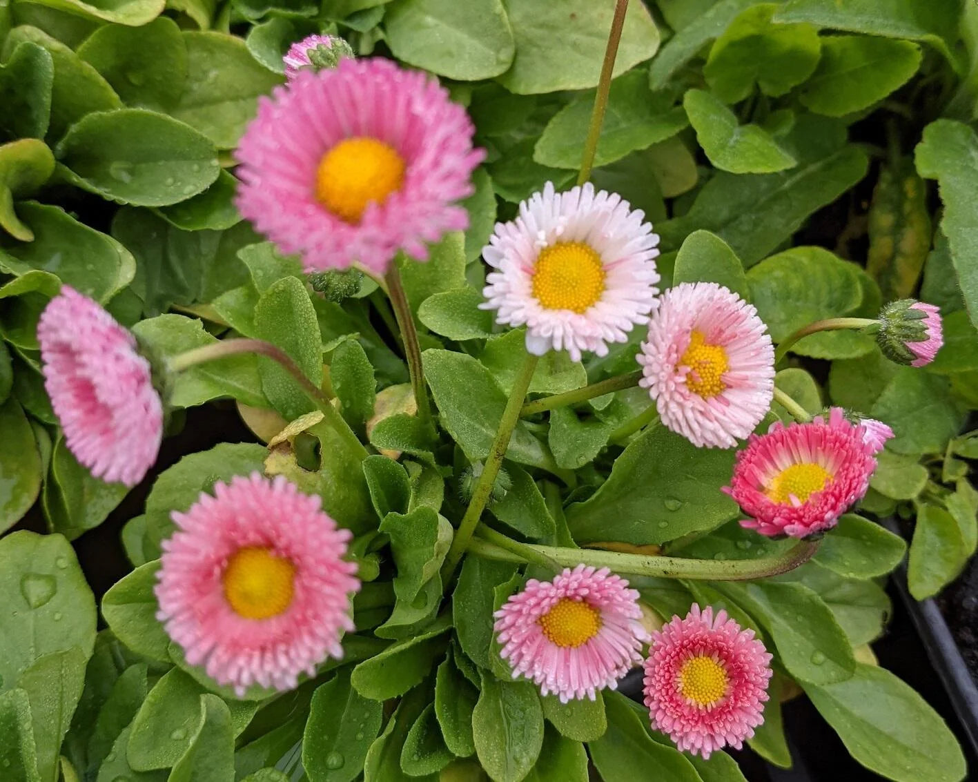 Rosa Bellis Perennis Blumensamen zur Aussaat