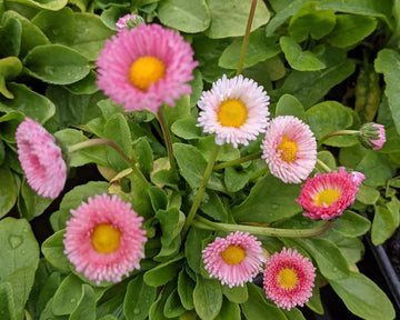 Rosa Bellis Perennis Blumensamen zur Aussaat