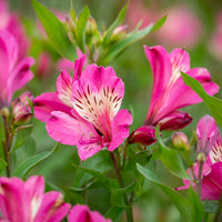 Rosa Alstroemeria Blumensamen zur Aussaat – leuchtend – Traditionssorte & ohne Gentechnik Samen Hausgarten