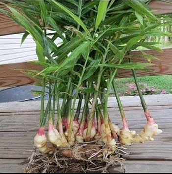 Spicy ginger root gemüse samen für aussaat samen