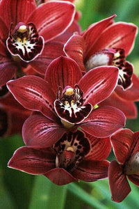 Marron Schmetterlingsorchidee Orchidee Blumensamen zur Aussaat Anzucht Traditionssorte & ohne Gentechnik Samen Hausgarten