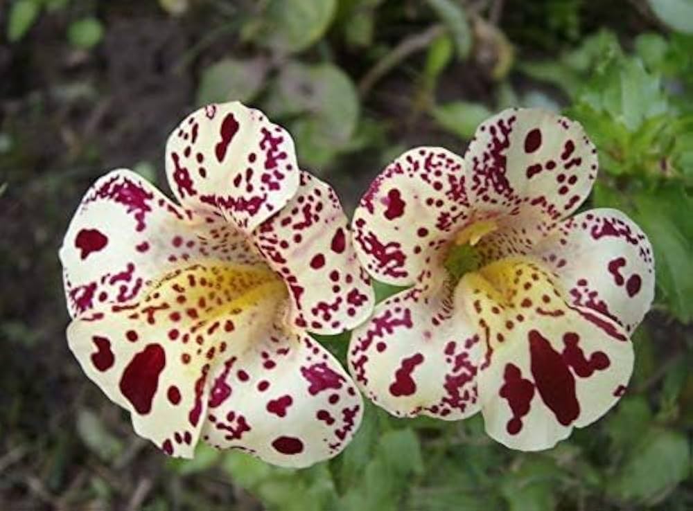 Mimulus Lila Monkey Blumensamen farbenfroh Halbschatten Gärten