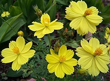 Cosmos gelb sunshine for anpflanzung in blume bed