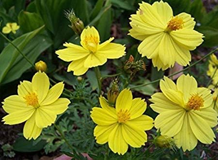 Cosmos gelb sunshine for anpflanzung in blume bed