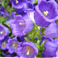 Traditionssorte Campanula Canterbury Mischung Samen farbenfroh Bell Blumen
