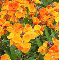 Siberian Wallflower Samen farbenfroh und Resilient Garten Blüten