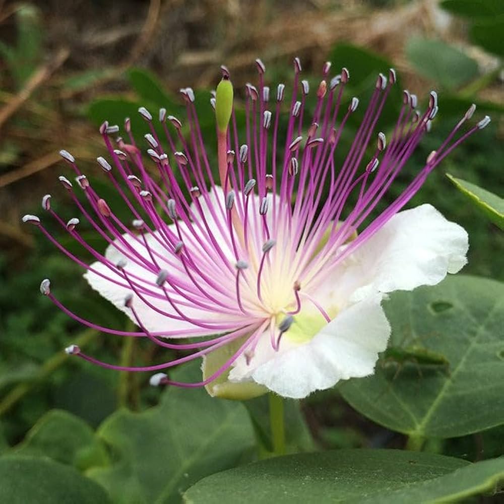 Capers Blumensamen zur Aussaat ideal Rabatten Traditionssorte & ohne Gentechnik Samen Hausgarten