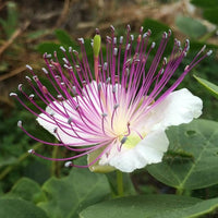 Capers Blumensamen zur Aussaat ideal Rabatten Traditionssorte & ohne Gentechnik Samen Hausgarten
