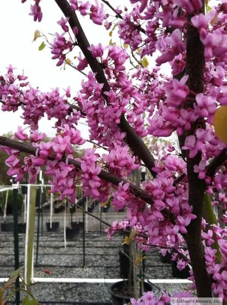Eastern Redbud Baum Samen zur Aussaat Cercis Canadensis native Garten blühend Baum row