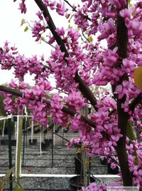 Eastern Redbud Baum Samen zur Aussaat Cercis Canadensis native Garten blühend Baum row