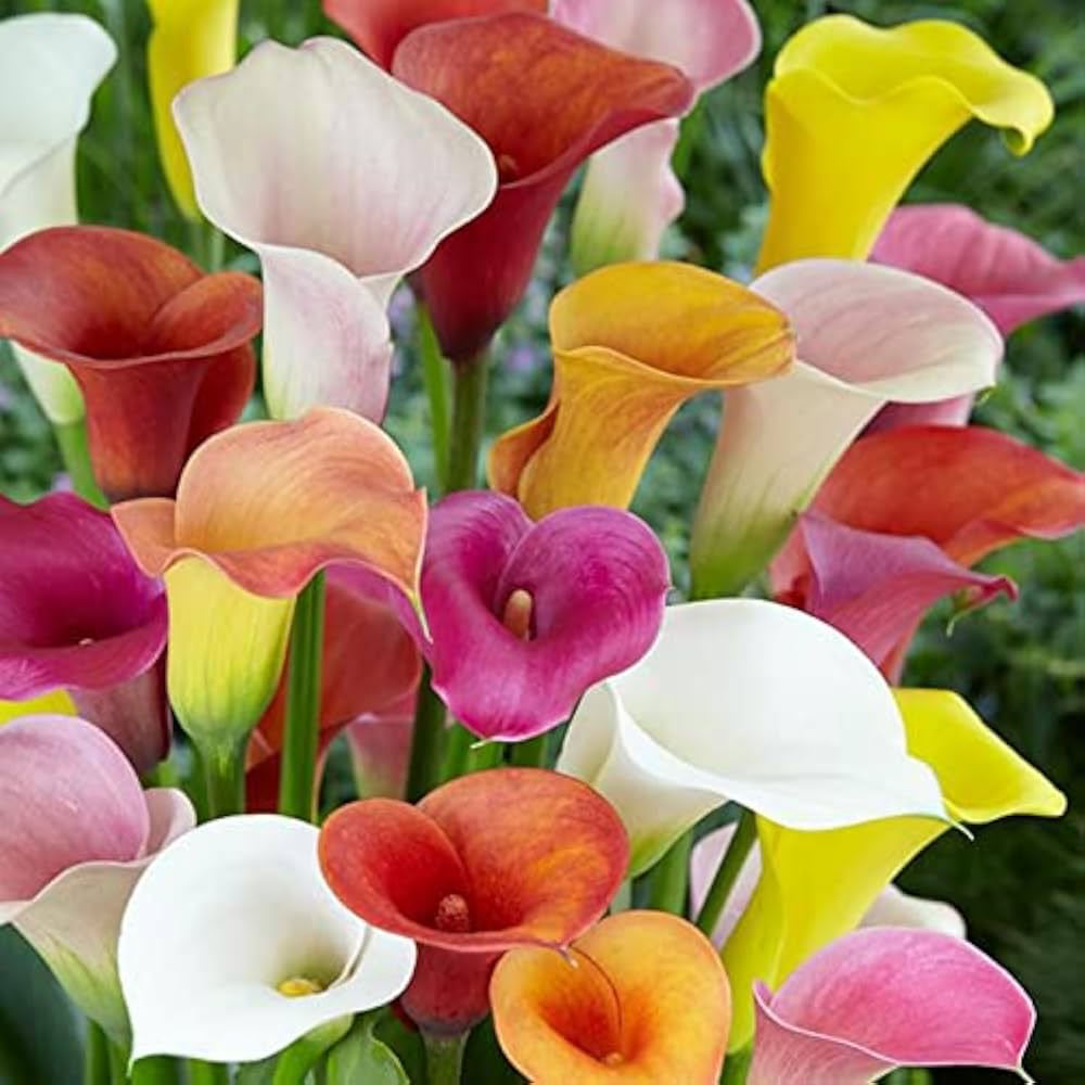 Calla Lilly Zantedeschia spp Blumensamen zur Aussaat Garten und Blume Beet