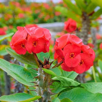 Milii Rot Blumensamen zur Aussaat – leuchtend Einjährige für Ihren Garten