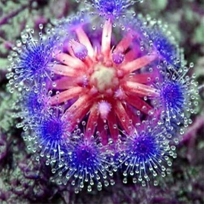Blau sundew blume samen for anpflanzung - bright blooms, heirloom & gmo free samen for home garten
 
 sale for anpflanzung in home garten