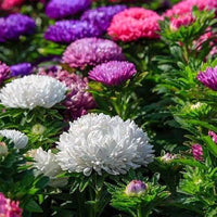 zwergwüchsig Queen Mischung Aster Samen zur Aussaat Blume Beet