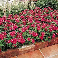 Vinca cooling rot annual samen for bright rot blumen