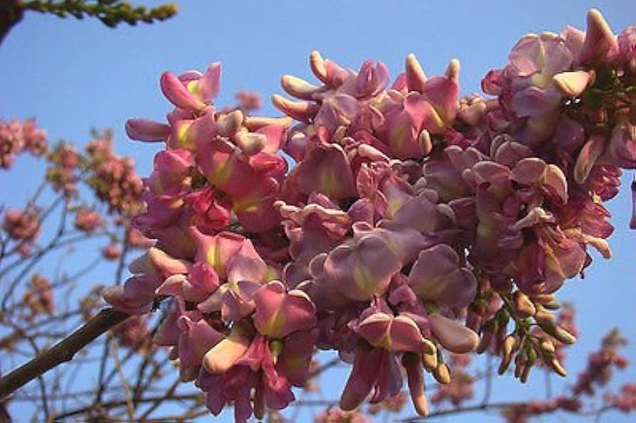 Gliricidia Sepium Baum Samen zur Aussaat – leuchtend Blüten – Traditionssorte & ohne Gentechnik Samen Hausgarten