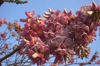 Gliricidia Sepium Baum Samen zur Aussaat – leuchtend Blüten – Traditionssorte & ohne Gentechnik Samen Hausgarten