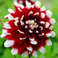 Gemischt Dahlie Dahlie spp Blumen zur Aussaat Blume Beet