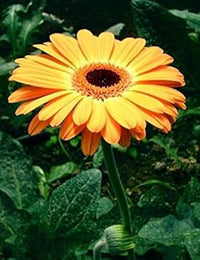 Orange gerbera jamesonii blume samen for anpflanzung - easy to grow, heirloom & gmo free samen for home garten
 
 sale samen for home garten