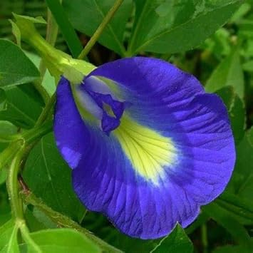 Pinellia blume samen for anpflanzung pollinator friendly heirloom & gmo free samen for home garten
sale for anpflanzung in home garten