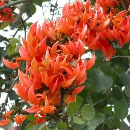 Monosperma Blumensamen zur Aussaat – leuchtend – Traditionssorte & ohne Gentechnik Samen Hausgarten