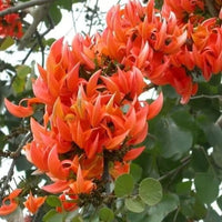 Monosperma Blumensamen zur Aussaat – leuchtend – Traditionssorte & ohne Gentechnik Samen Hausgarten
