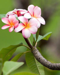 hell Rosa Frangipani Blumensamen zur Aussaat – Schnitt Blume beliebt – Traditionssorte & ohne Gentechnik Samen Hausgarten