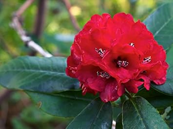Rot rhododendron blume samen for anpflanzung - wildflower mix, heirloom & gmo free samen for home garten
 
 sale for anpflanzung in home garten.