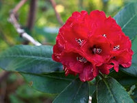 Rot rhododendron blume samen for anpflanzung - wildflower mix, heirloom & gmo free samen for home garten
 
 sale for anpflanzung in home garten.