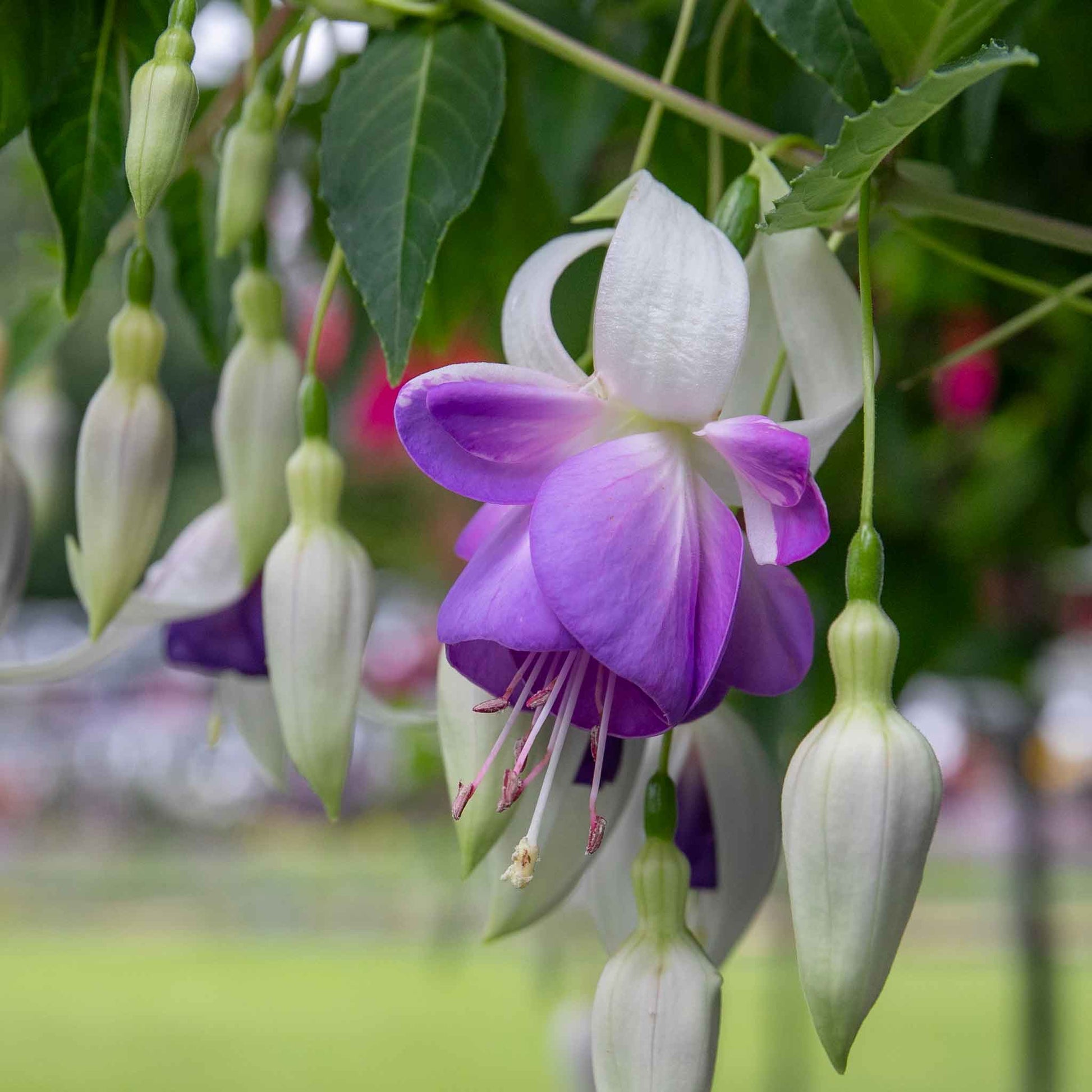 Weiß Lila Fuchsie Hybrida Blumensamen – Garten beliebt Traditionssorte & ohne Gentechnik