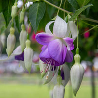Weiß Lila Fuchsie Hybrida Blumensamen – Garten beliebt Traditionssorte & ohne Gentechnik