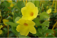 Gelb Lemmon Studentenblume Blumensamen zur Aussaat robust Sorte Traditionssorte & ohne Gentechnik Samen Hausgarten