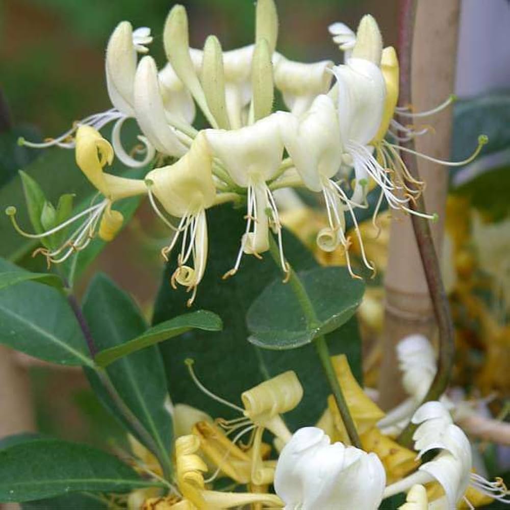 Honeysuckle Lonicera Samen zur Aussaat – leuchtend blühend Pflanze